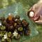 Mangosteen Ayurveda & Wellness Resort - SHA Plus