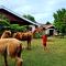 Alpaca Self Catering Cottage Kleinmond - Kleinmond