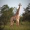 Braai Safaris Lodge - Hoedspruit