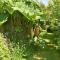 The Yurt in Cornish woods a Glamping experience