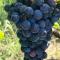 Country house in the Langhe with vineyard