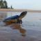 Turtle Watch Cabana