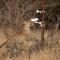 Okonjima Plains Camp