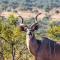 Okonjima Luxury Bush Camp