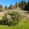 Pinetree Cottage, dog friendly, Holiday let, Callander Invertrossachs