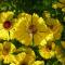 Foto: Marigolds 6/37