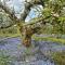 Orchard Luxe Glamping Pod