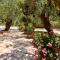 Oliveto e mare