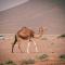 Desert Camp in Zagora - Camel ride - Easy & Affordable Stays Desert Camp in Zagora - Camel ride - Easy & Affordable Stays