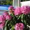 Guest House Surina