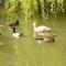 Owls Nest - Peace and Tranquility near Woodbridge & Framlingham in rural Suffolk
