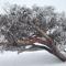 Swagman Chalet - Perisher Valley