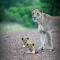 Leopard Mountain Safari Lodge - Manyoni Private Game Reserve