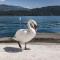 Lago Maggiore Bay