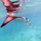 Jerrys Dive Lodge Rasdhoo