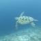 Jerrys Dive Lodge Rasdhoo - Rasdu