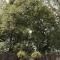 The Ginkgo Tree - Mount Pleasant