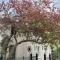 The Ginkgo Tree