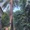 Casa Cacheu Homestay Guest House