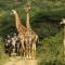 Pakamisa Private Game Reserve - Pongola