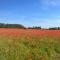 Oh ! Fleurs des champs - Chaumont-sur-Tharonne