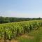 Douceurs des vignes du Vivian - Denicé