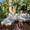 Beach Jungle - Hot Tub, Firepit & Pool in Beachside Oasis - Byron Bay