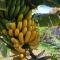 Tijarafe 2