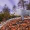 Cabin#2 Elk Hallow - Pet Friendly - Sleeps 6 - Playground & Game Room