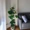 Apartamentos Schultz - Gijón
