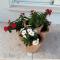 Apartment Belici