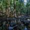 Tamborine Mountain Glades
