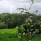 Magnolia Cottage - Kent - Lyminge