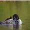 Ladd Pond Cabins and Campground, LLC