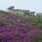 La maison aux Hortensias, 1km de la plage, proche du sillon de Talbert