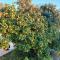 Orange Tree House