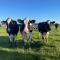 Johanneshoeve - de mooiste plek op Texel