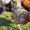Self-Catering Suite in rural guest house 10 min to Islay Ferry Terminal - Ronachan