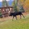 Gorgeous Jackson Hole Condo in Top location with Great Views and Private Deck with Barbeque!! - Вілсон