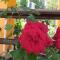 Corfu Dream Fani