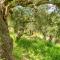 Hakuna Matata Holidays 'Agalia' with pool in Greek Olive Grove - Methoni