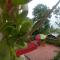 Bethel homestay
