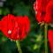 The Rose Barn, Ysgubor y Rhosyn