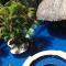 birdwatchers beachfront hotel panglao