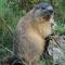 La Ptite Marmotte