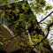 Kandy Tree Tops