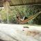 Soursop Hostel