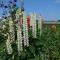 Country Cottage with Far Reaching Views - Presteigne