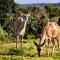 Addo Bush Palace