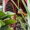 Mythai Guesthouse - Csaloklum
